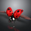 Ladybug Red With Black Spots Spreading Wings On Black Background With Reflection