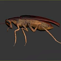 Vibrant Red Orange Beetle With Shiny Exoskeleton Long Antennae And Multiple Legs