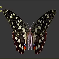 Striking Black And White Butterfly With Spots And Red Blue Wing Accents