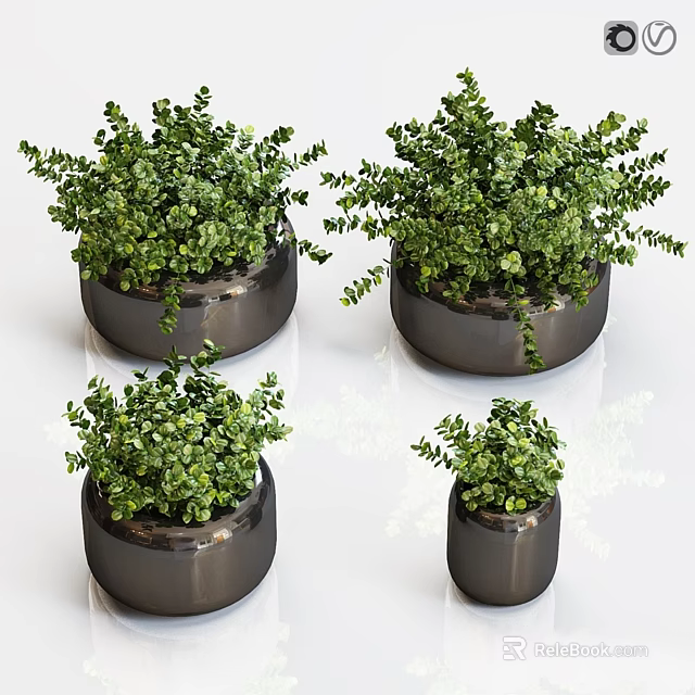 Small Lush Green Foliage Plants in Black Cylindrical Pots for Indoor Garden Decor 3d model 