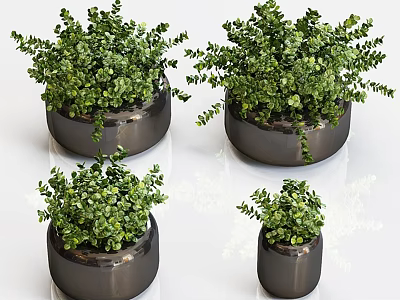 Small Lush Green Foliage Plants in Black Cylindrical Pots for Indoor Garden Decor 3d model