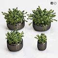 Small Lush Green Foliage Plants in Black Cylindrical Pots for Indoor Garden Decor