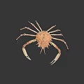 Red Sea Crab with Large Claws and Spiny Shell Marine Life Close Up View