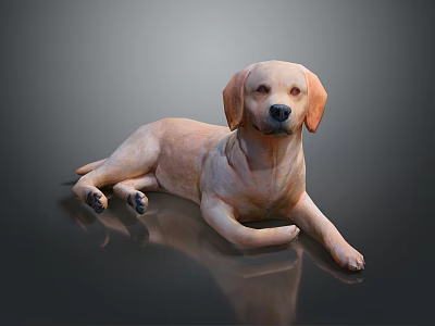 Yellow Labrador Dog Lying On Black Glossy Surface With Reflection 3d model