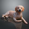 Yellow Labrador Dog Lying On Black Glossy Surface With Reflection 3d model
