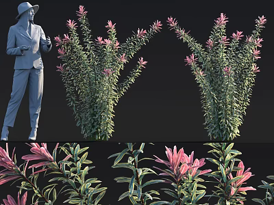 Decorative Shrubs With Pink Flowers And Green Leaves For Garden Landscape Design 3d model