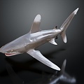 Modern shark great white shark whale shark hammerhead shark tiger shark 3d model