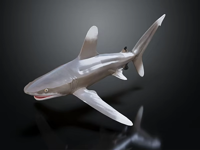 Gracefully Swimming Silver Shiny Shark Model On Black Background With Reflection 3d model Gracefully Swimming Silver Shiny Shark Model On Black Background With Reflection 3d model