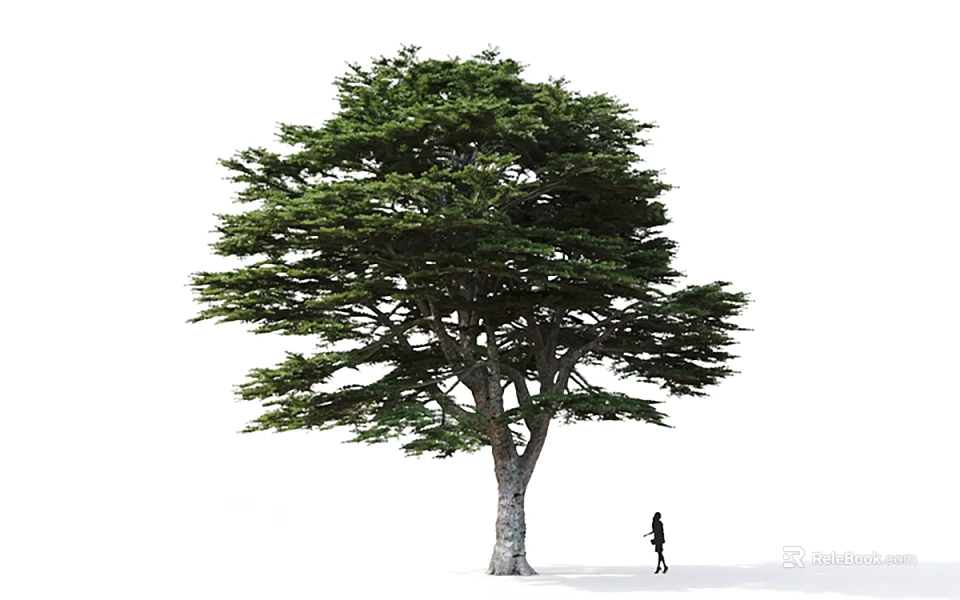 Tall Arbor Tree With Broad Canopy Lush Green Foliage And Person Standing Beside 3d model 