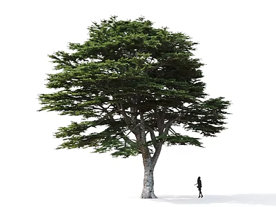 Tall Arbor Tree With Broad Canopy Lush Green Foliage And Person Standing Beside 3d model