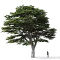 Tall Arbor Tree With Broad Canopy Lush Green Foliage And Person Standing Beside