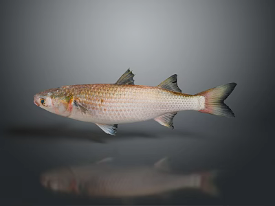 Fresh Silver And Brown Fish Isolated On Gray Background With Reflection 3d model
