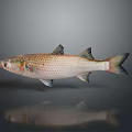 Fresh Silver And Brown Fish Isolated On Gray Background With Reflection
