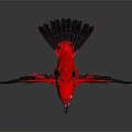 Red Bird With Black Spread Wings Standing On Black Background With Reflection