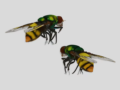 Two Green Yellow Black Flying Insects With Shiny Body And Transparent Wings In Flight 3d model