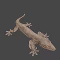 Detailed Brown Gecko Game and Movie Character 3D Model with Large Eyes on Black Background