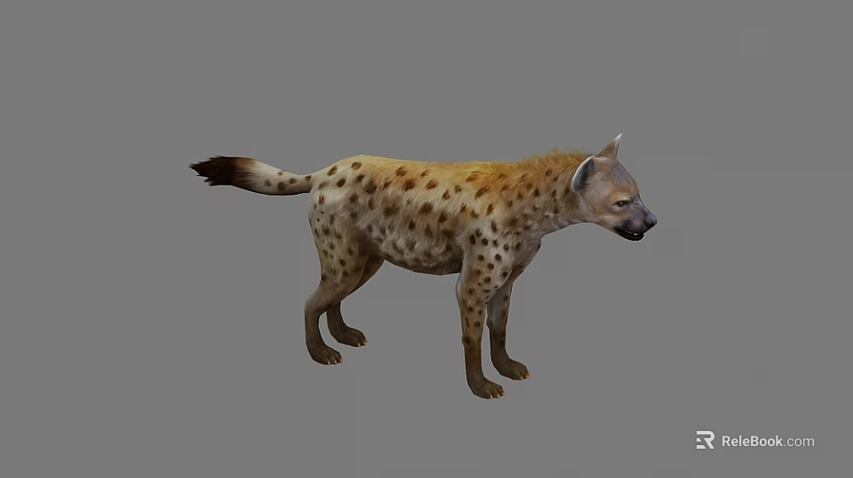 Realistic Detailed Spotted Hyena Standing In Natural Posture On Gray Background 3d model 