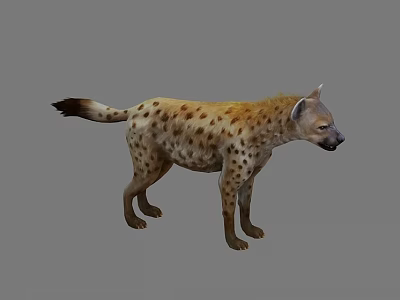 Realistic Detailed Spotted Hyena Standing In Natural Posture On Gray Background 3d model