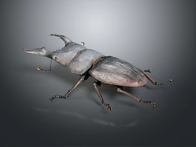 Stag Beetle With Large Prominent Horn And Dark Body Displayed On Gray Background 3d model
