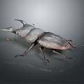Stag Beetle With Large Prominent Horn And Dark Body Displayed On Gray Background