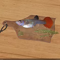 Colorful Freshwater Fish with Red Tail on Wooden Cutting Board and Green Leaf Herbs