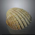 Clam Shell With Orange White Stripes And Textured Surface On Dark Background 3d model