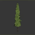 Two Tall Green Pyramidal Trees With Brown Trunks On Grey Background