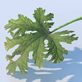 Green Leaf With Detailed Veins And Shadow On Light Background Surface 3d model