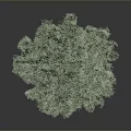 Lush Green Tree With Brown Bear Figure At The Bottom