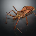 Close Up View Of Brown Insect With Long Legs And Detailed Exoskeleton On Dark Background