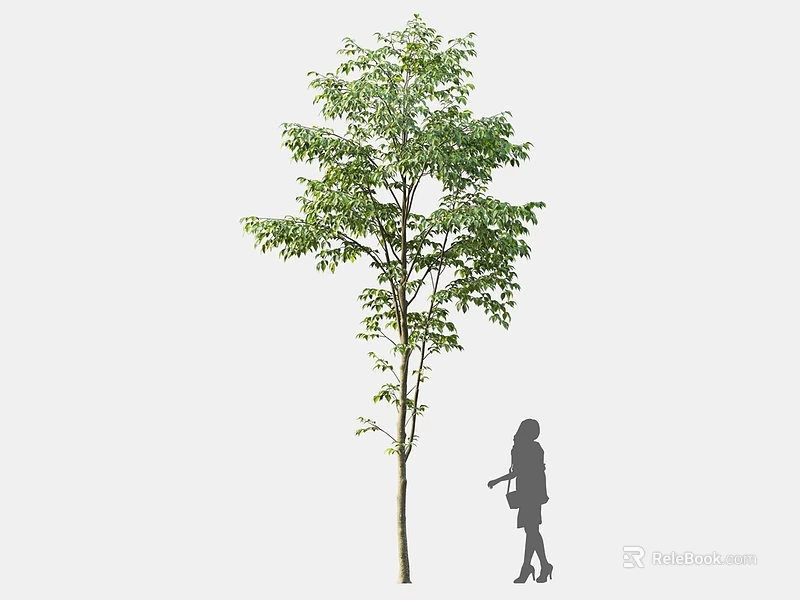 Tall Arbor With Lush Green Foliage And Female Silhouette Standing Beside Its Trunk 3d model 