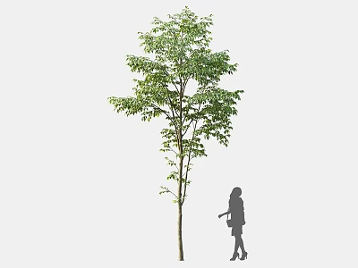 Tall Arbor With Lush Green Foliage And Female Silhouette Standing Beside Its Trunk 3d model