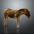 Brown And White Donkey Standing On Gray Background With Shiny Fur 3d model