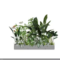 Various Potted Bonsai Plants In Concrete Container With Lush Green Leaves And Natural Style
