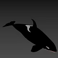 Realistic 3D Orca Model With Shiny Black And White Surface And Gradient Pastel Background 3d model