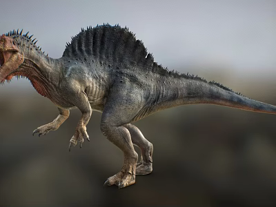 Sail Backed Reptile Dinosaur With Open Mouth And Sharp Teeth Walking In Prehistoric Habitat 3d model