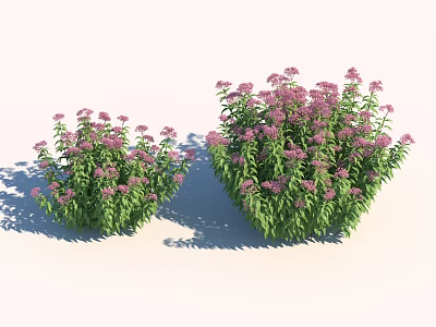 Lush Flowering Shrubs With Pink Blossoms And Green Foliage In Natural Light 3d model