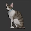 Cute Striped And White Cat With Blue Collar In Sitting Posture On Dark Background