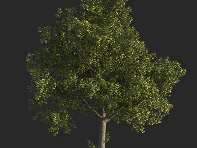 Lush Green Shrub With Dense Foliage And Small Fruits On Dark Background 3d model