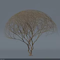 Yellow Tree with Twisted Branches and Umbrella Shaped Canopy against Gray and Blue Gradient Background