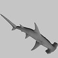 Hammerhead Shark Swimming Gracefully In Deep Ocean With Distinctive Head Shape 3d model