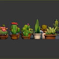 Variety of Succulent Plants in Colorful Shaped Pots for Indoor Garden