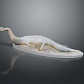 Prehistoric Plesiosaur Model With Long Neck On Transparent Base