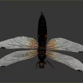 Black Dragonfly With Orange Spots And Transparent Wings On Gray Background