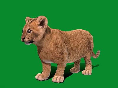 Cute Lion Cub Standing on Green Background with Soft Fur and Alert Expression 3d model