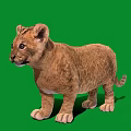 Cute Lion Cub Standing on Green Background with Soft Fur and Alert Expression