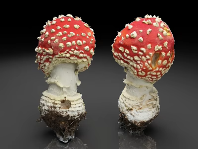 Red Mushrooms With White Spots And White Stems Having Dirt At The Base 3d model