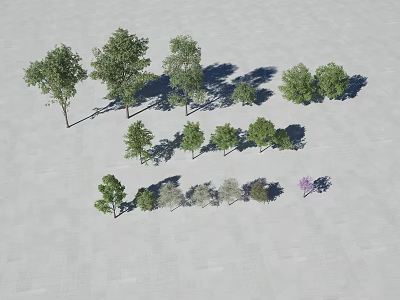 Various Arbor Trees with Different Heights Shapes Foliage and Shadows on Flat Ground 3d model