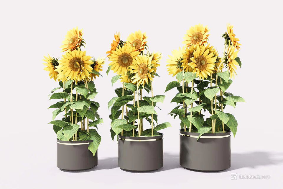 Beautiful Sunflowers in Gray Pots with Green Leaves and Fresh Bloom Arrangement 3d model 