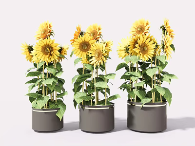 Beautiful Sunflowers in Gray Pots with Green Leaves and Fresh Bloom Arrangement 3d model